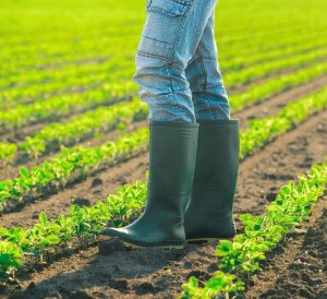 Farmer legs with gum boots in field